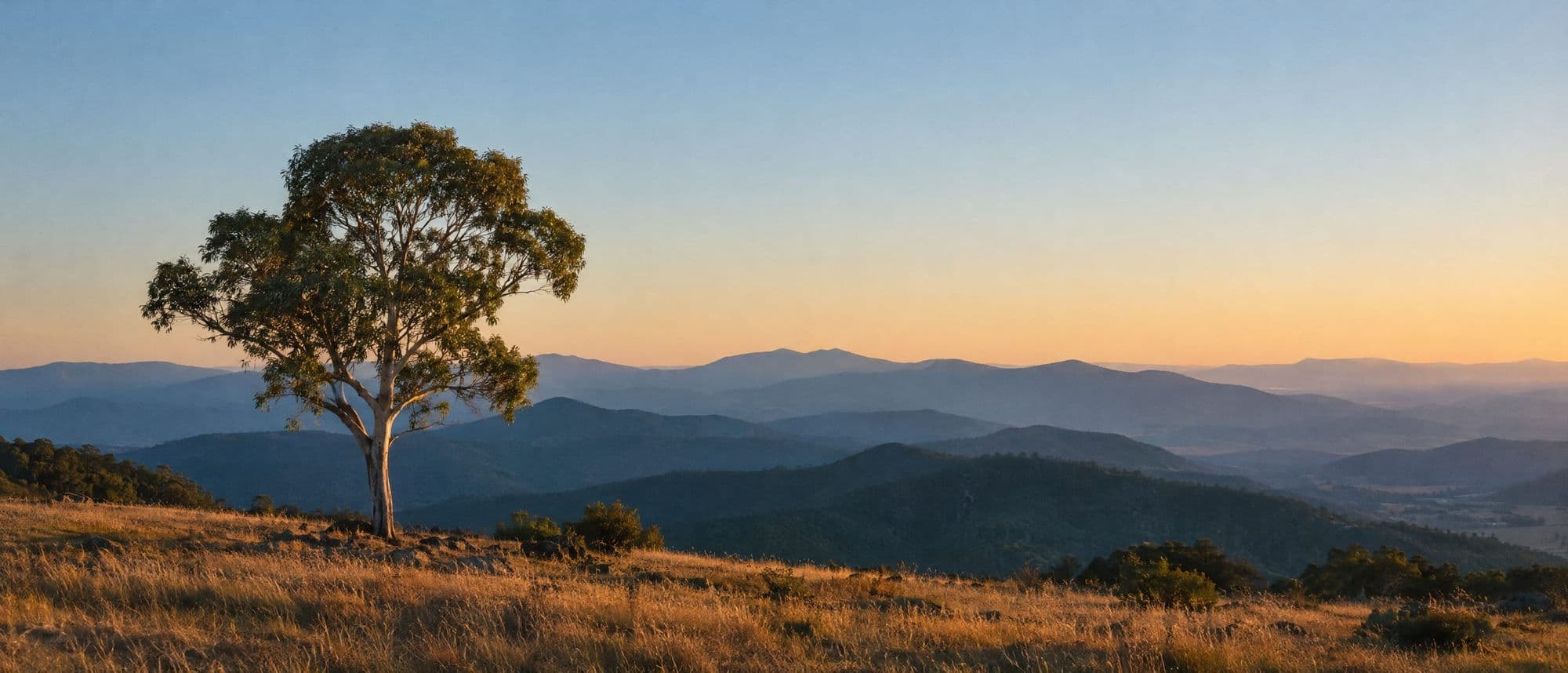 A lone gum tree above the Brindabella Ranges at last light